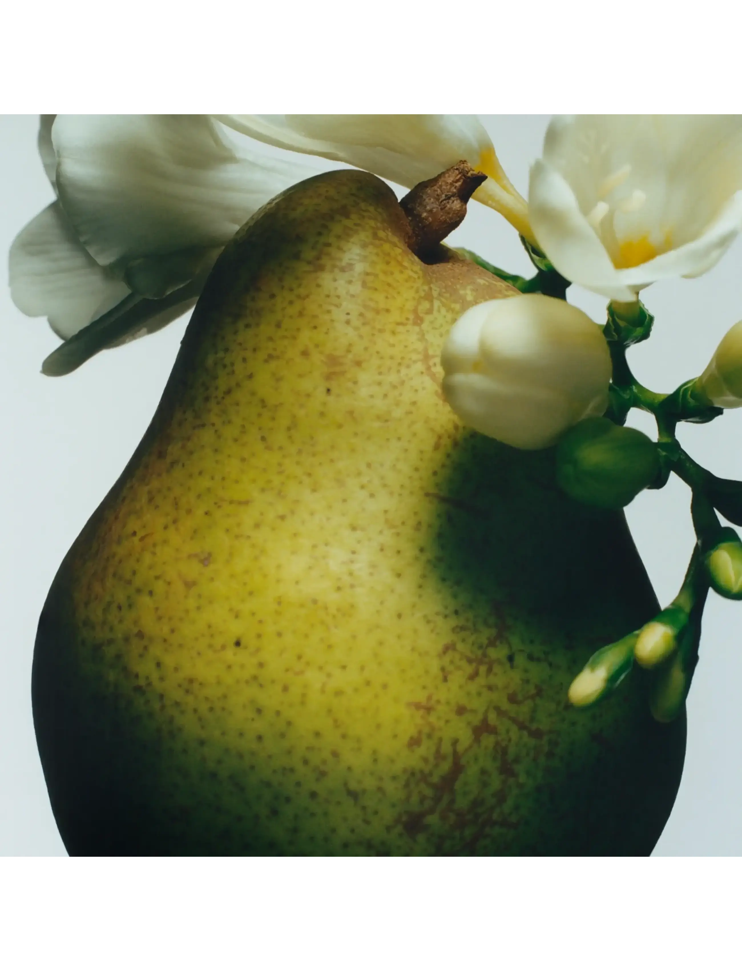 English Pear & Freesia Cologne 3
