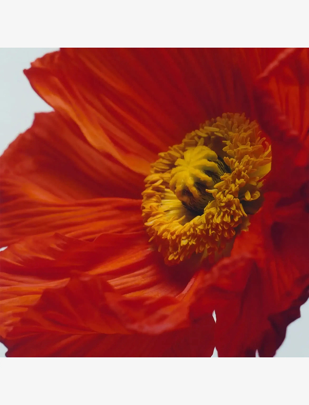 Jo Malone London - Scarlet Poppy Cologne Intense Pre-Pack - unisex - clear - 3