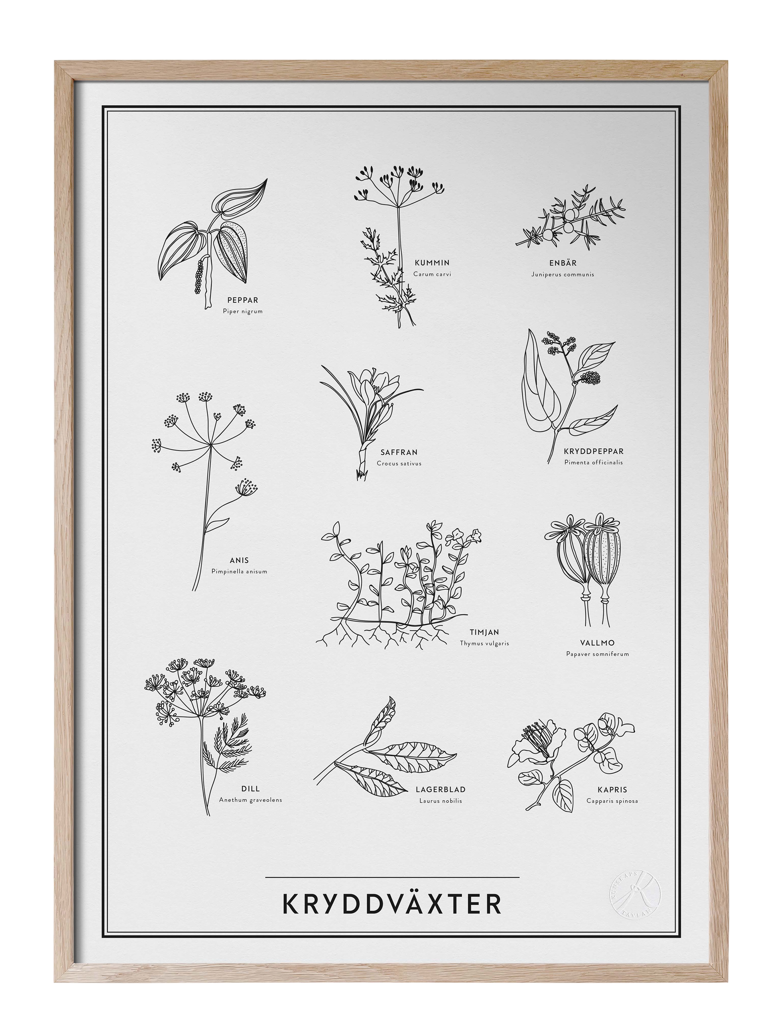 Kunskapstavlan® Kryddväxter - Kunskapstavlan - BLACK & WHITE / beige