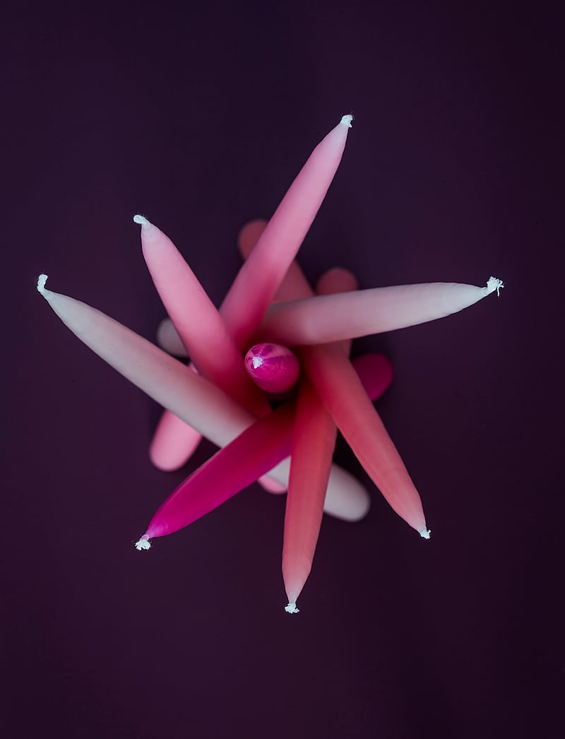 Kunstindustrien - Hand Dipped Candles, 4 pack - nach preis einkaufen - cerise - 3