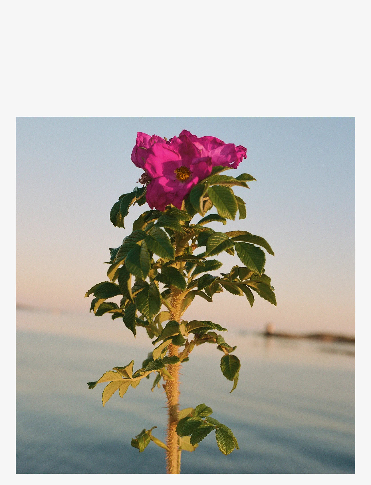 L:a Bruket - Hand Cream 329 Beach Rose 70.00 ML - håndcremer - clear - 2