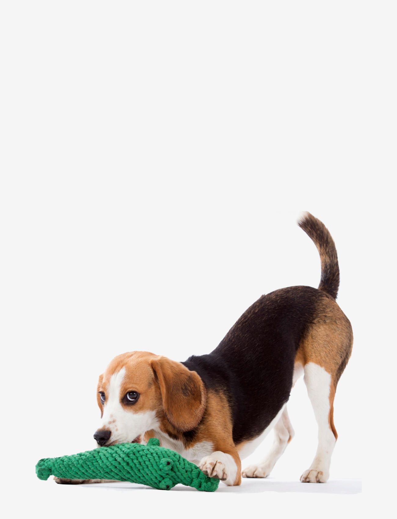 Laboni - DogToy-
Kalli Krokodil - green - 3