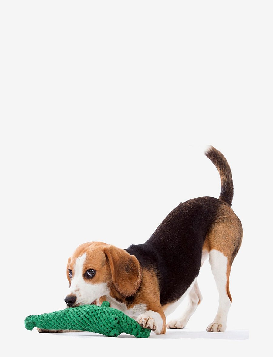 Laboni - DogToy-
Kalli Krokodil - green - 3