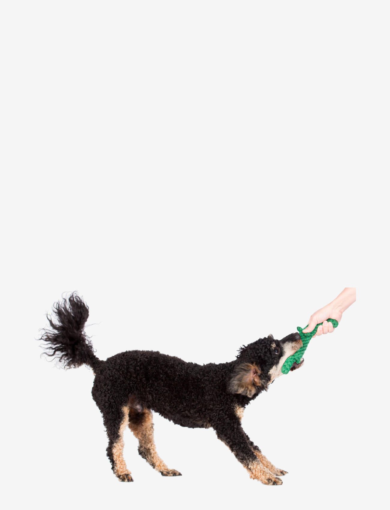 Laboni - DogToy-
Kalli Krokodil - green - 4
