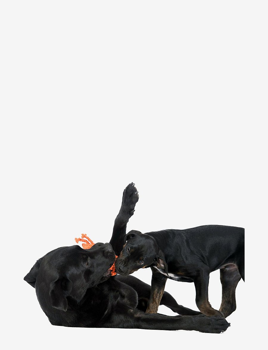 Laboni - DogToy- Kristof Krabbe - orange - 1