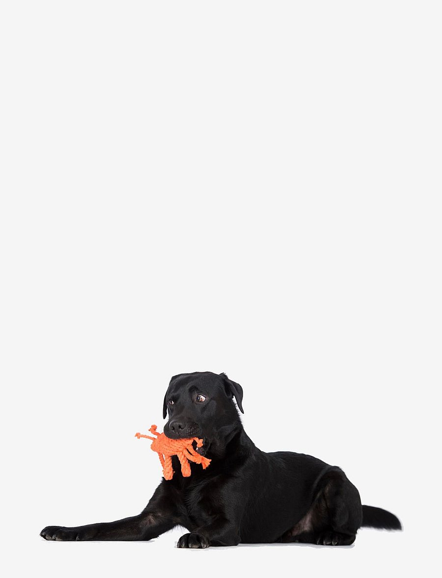 Laboni - DogToy- Kristof Krabbe - orange - 3