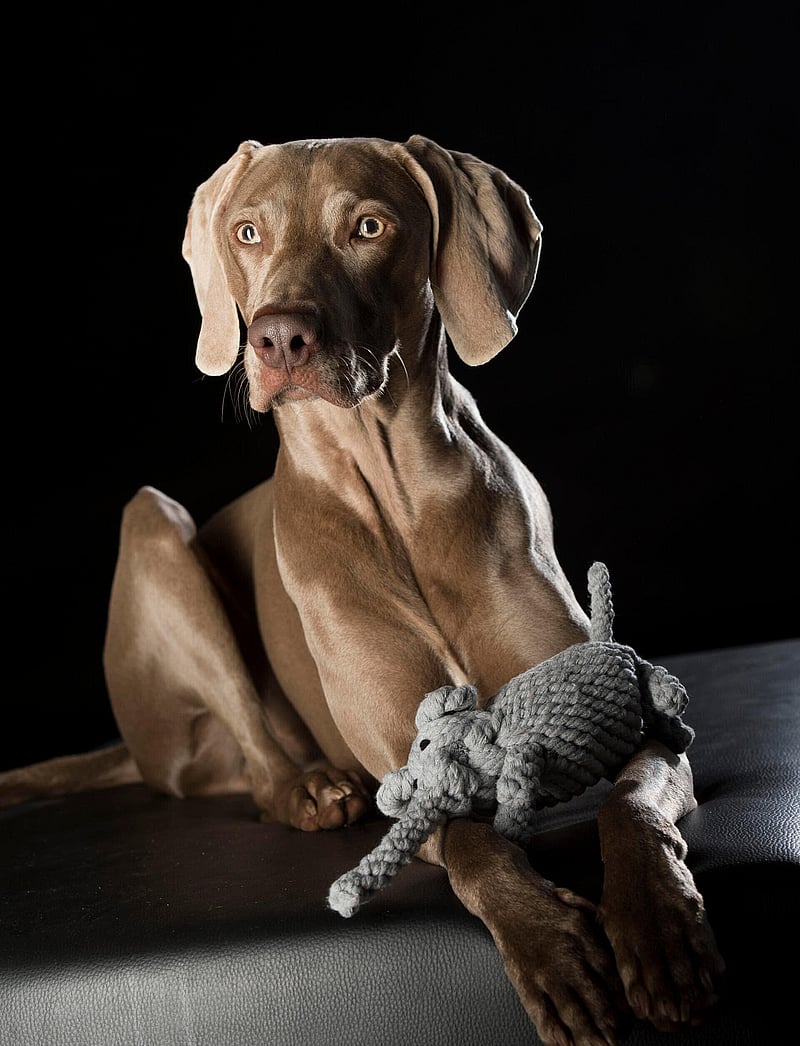 Laboni - DogToy-
Elton Elefant - grey - 1