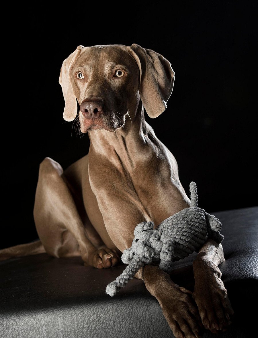 Laboni - DogToy-
Elton Elefant - grey - 1