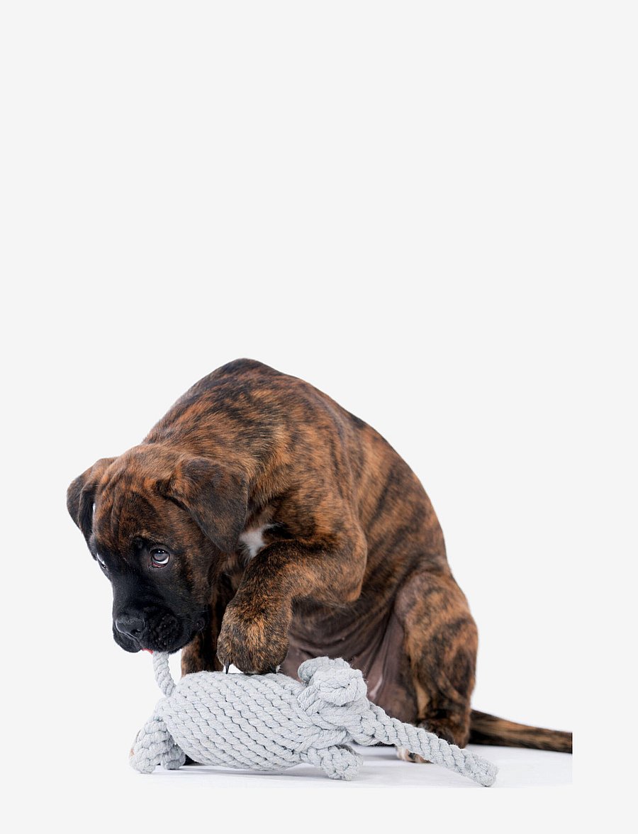Laboni - DogToy-
Elton Elefant - grey - 4