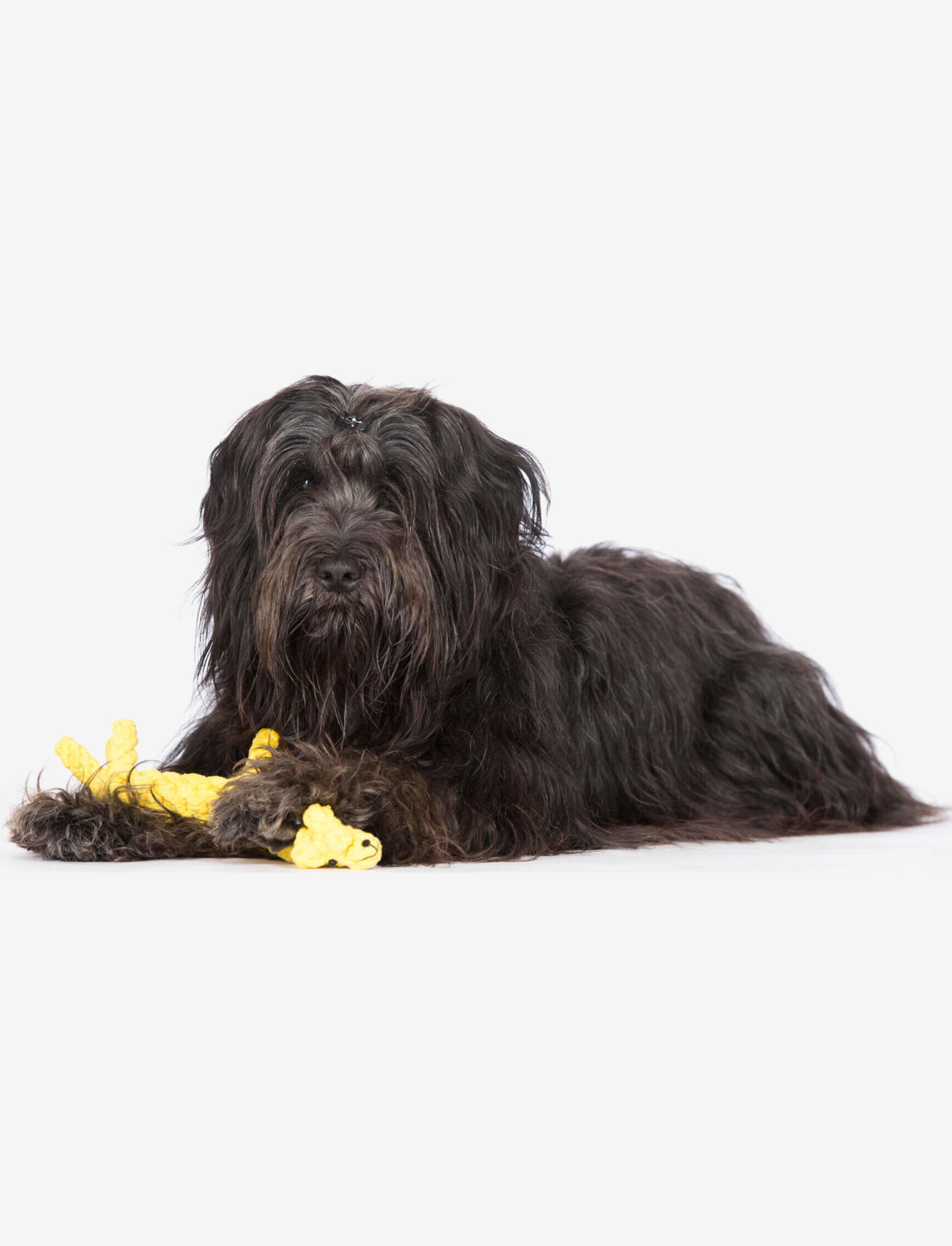 Laboni - DogToy-
Gretchen Giraffe - yellow - 3