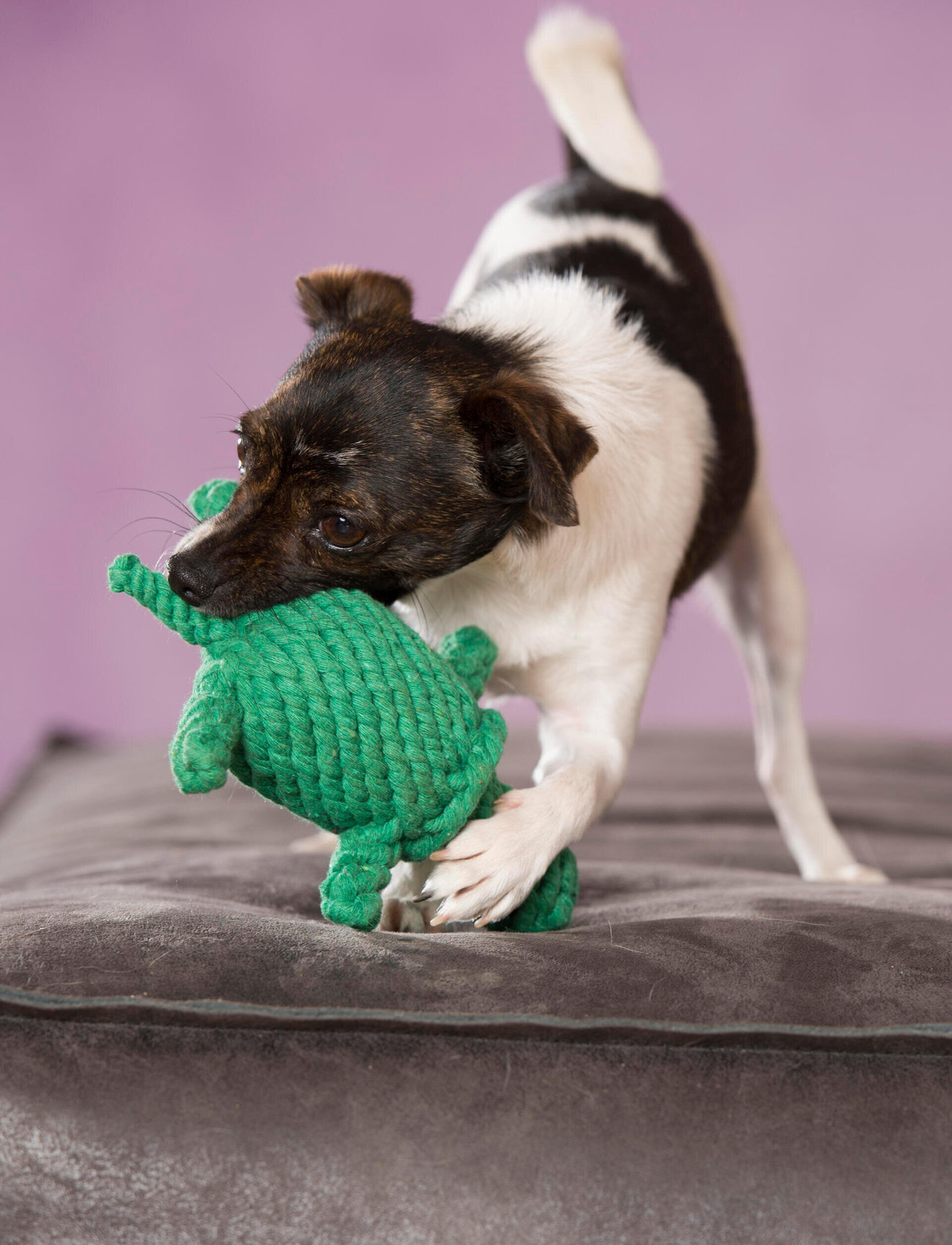 Laboni - DogToy- 
Tina Turtle - green - 1