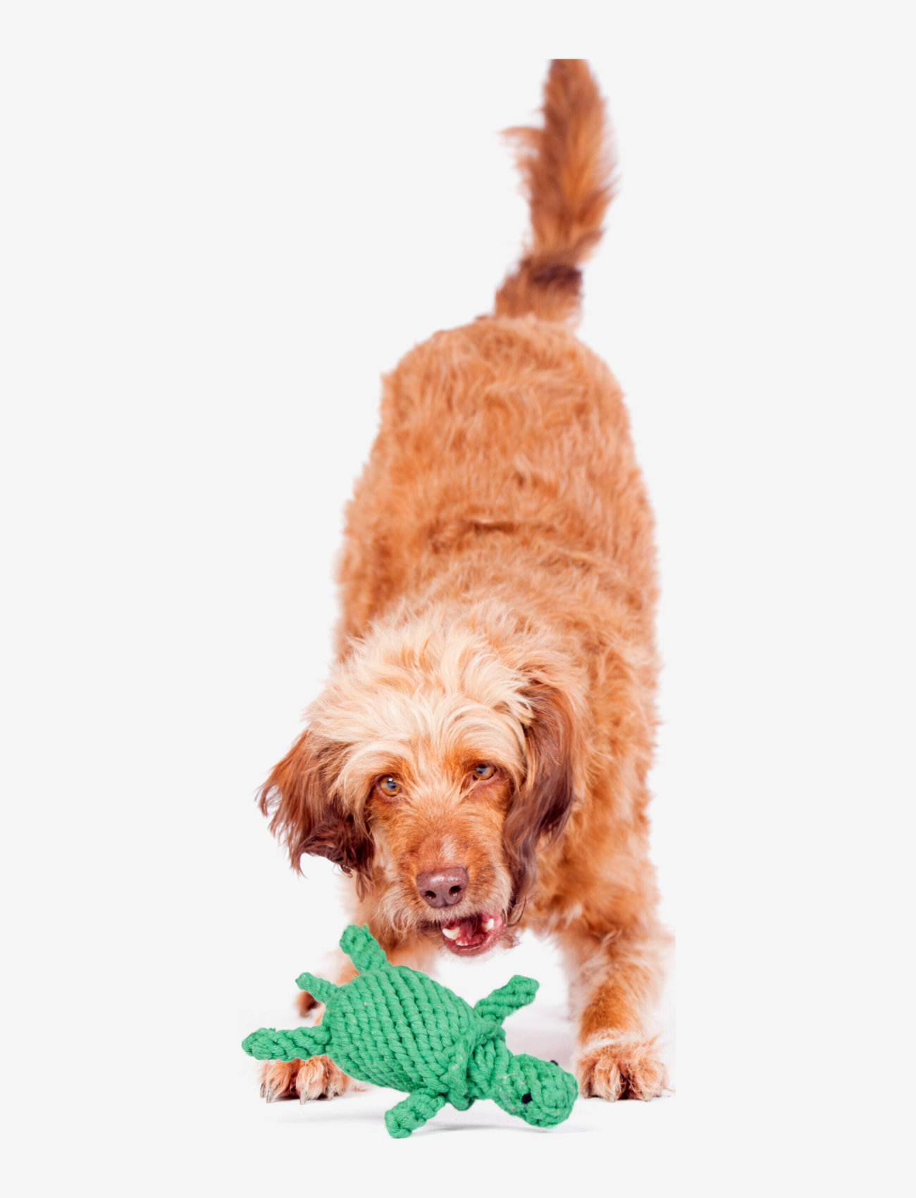 Laboni - DogToy- 
Tina Turtle - green - 2