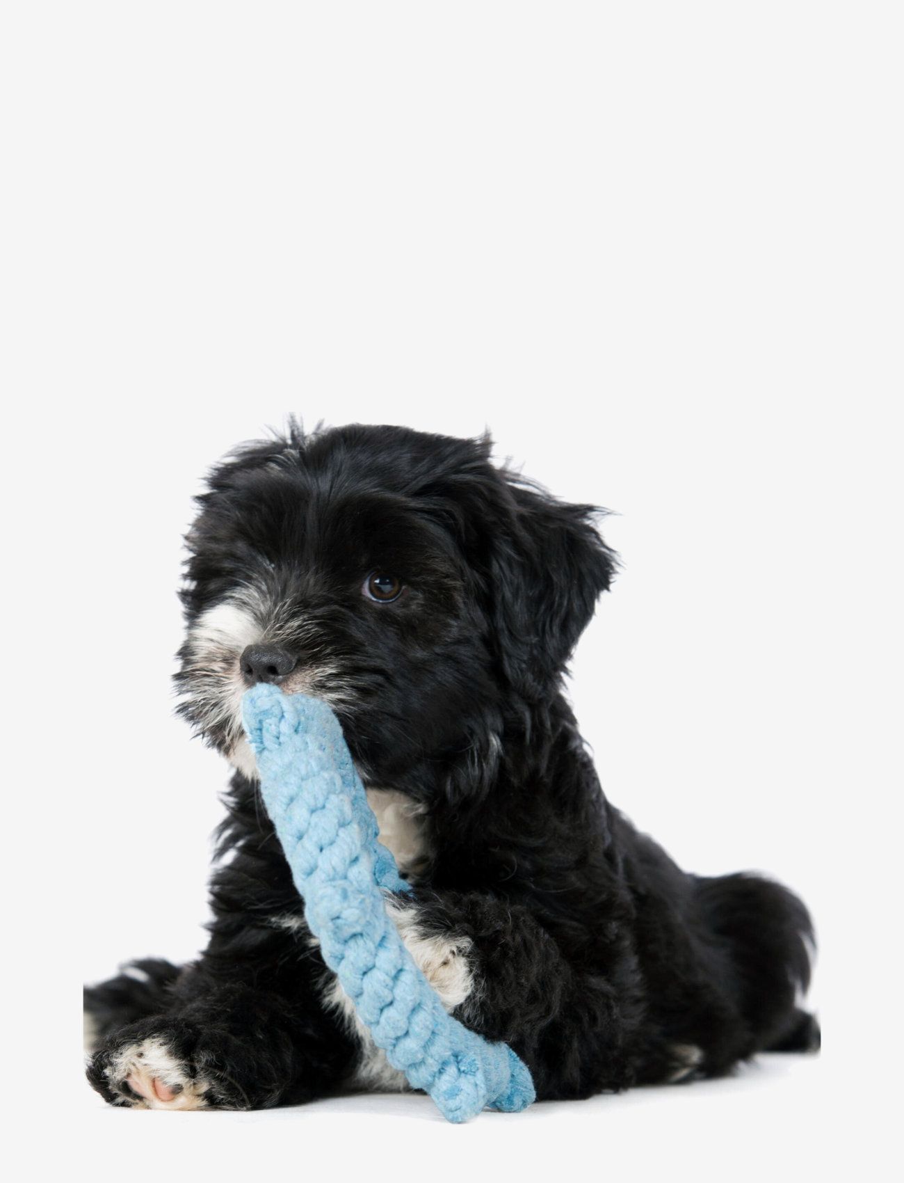 Laboni - DogToy- 
Skipper - lightblue - 1