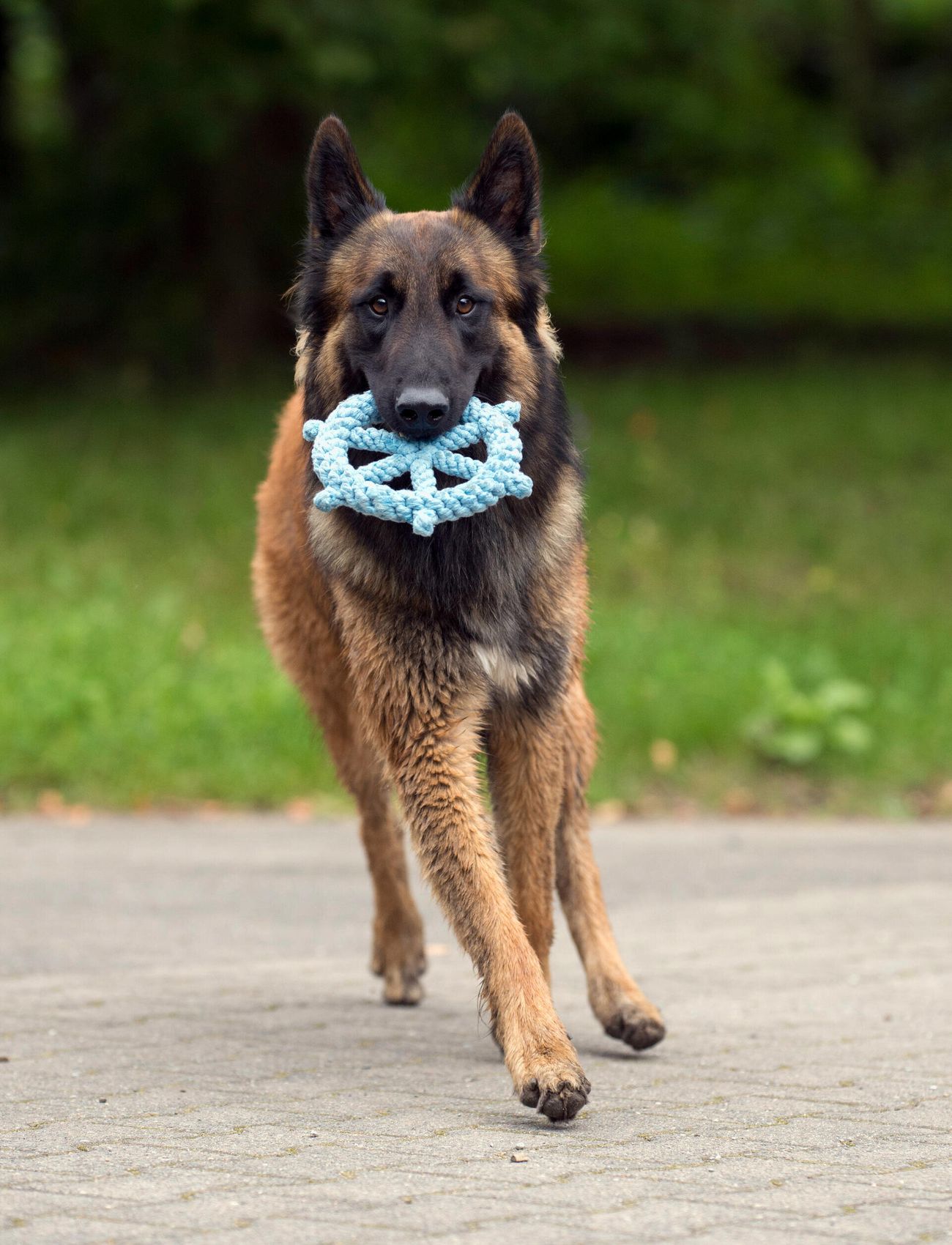 Laboni - DogToy- 
Skipper - lightblue - 2