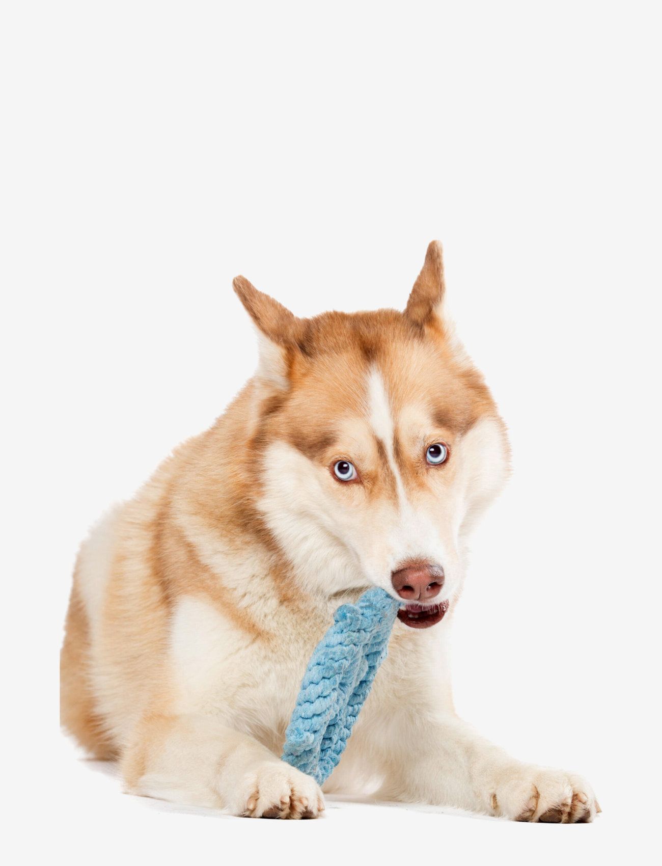 Laboni - DogToy- 
Skipper - lightblue - 3