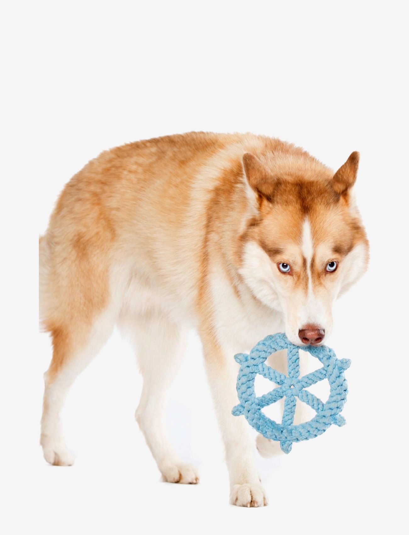 Laboni - DogToy- 
Skipper - lightblue - 4