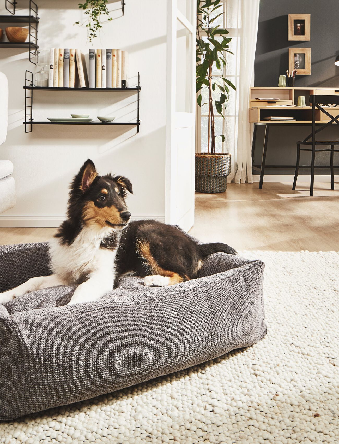 Laboni - Tudor Dogbed Medium - anthrazit - 2