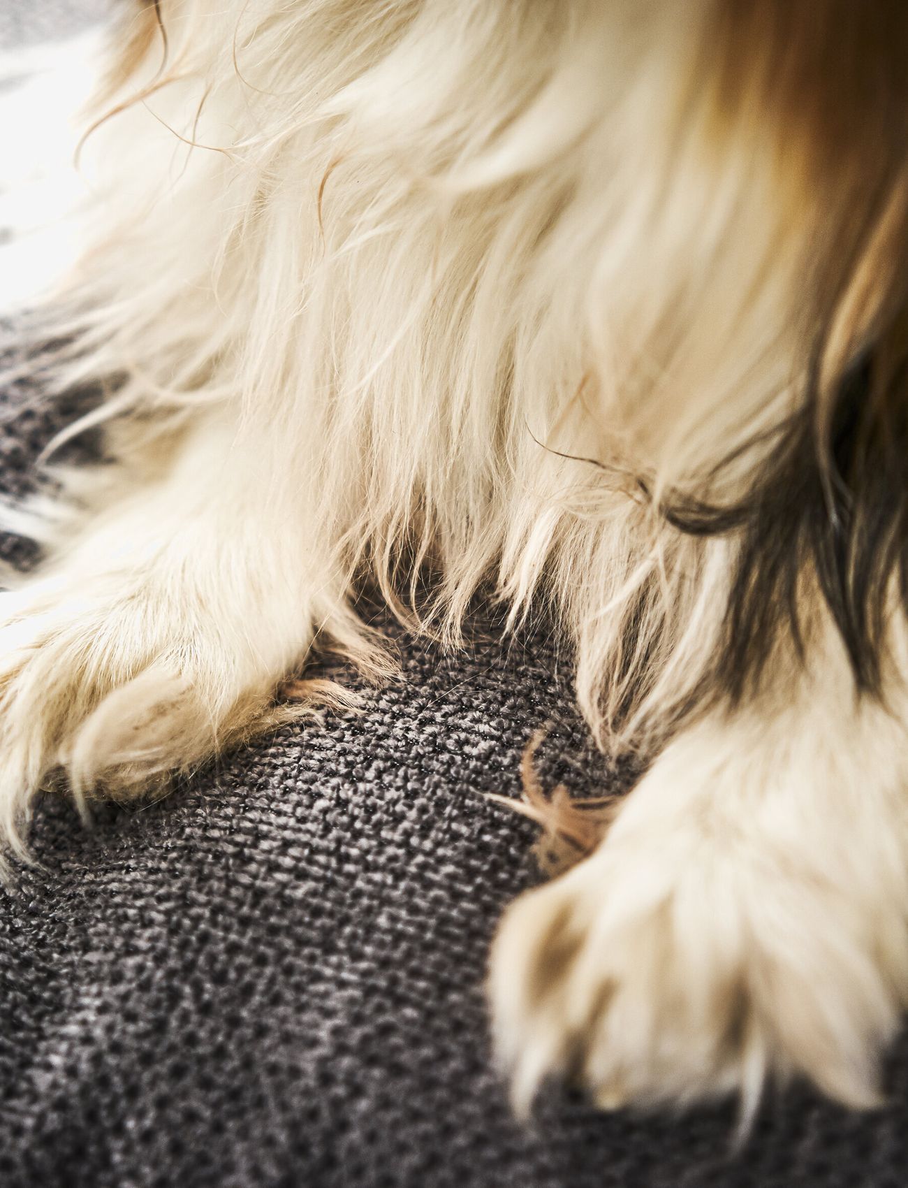 Laboni - Tudor Dogbed Medium - anthrazit - 3