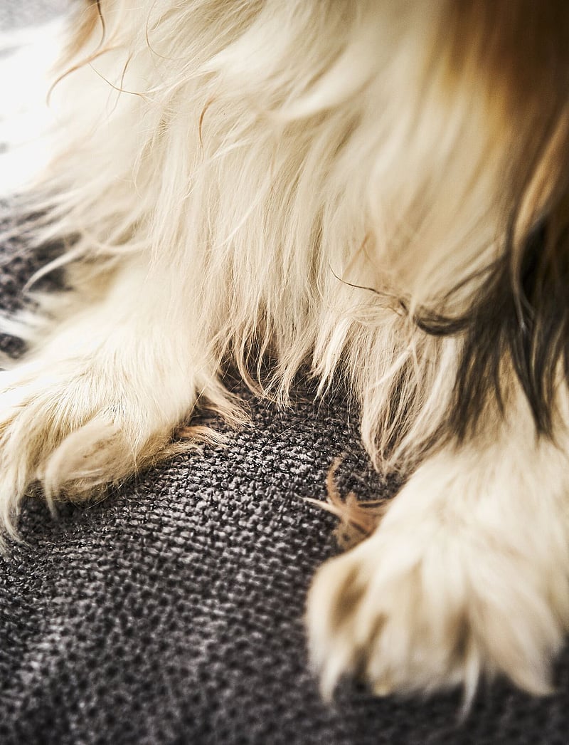 Laboni - Tudor Dogbed Medium - anthrazit - 3