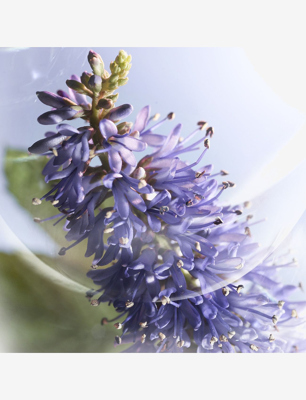 Lancôme - LVEB IRIS INFINI NEW EDP V30ML - for her - clear - 5