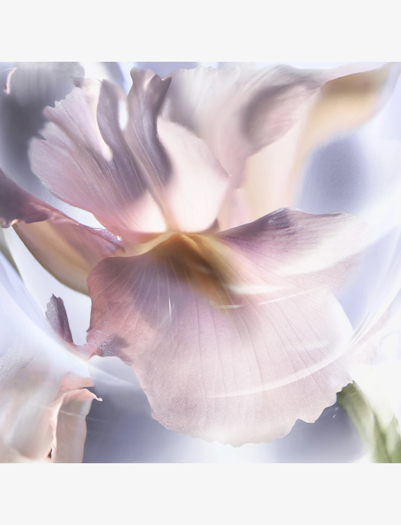 La Vie Est Belle Iris Absolu Eau De Parfum 6
