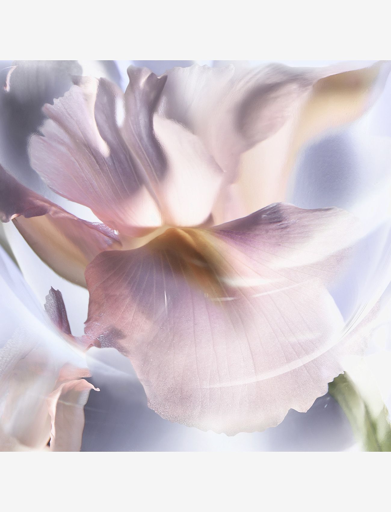 Lancôme - LVEB IRIS INFINI NEW EDP V50ML - för henne - clear - 4