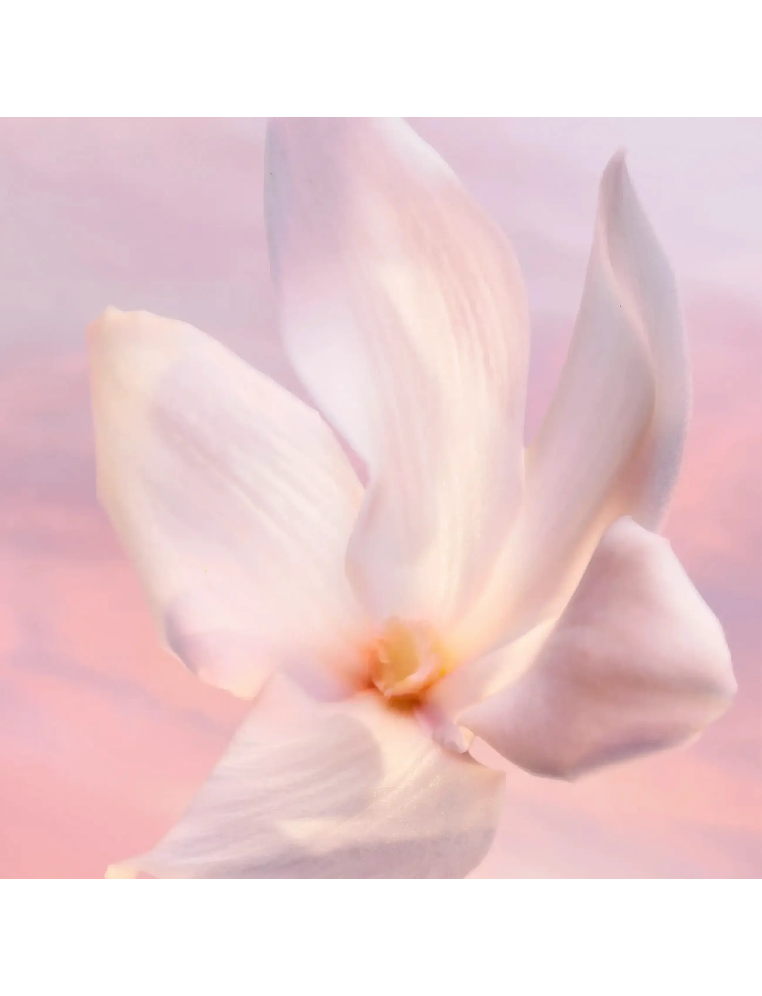 La Vie Est Belle Vanille Nude Eau De Parfum 6