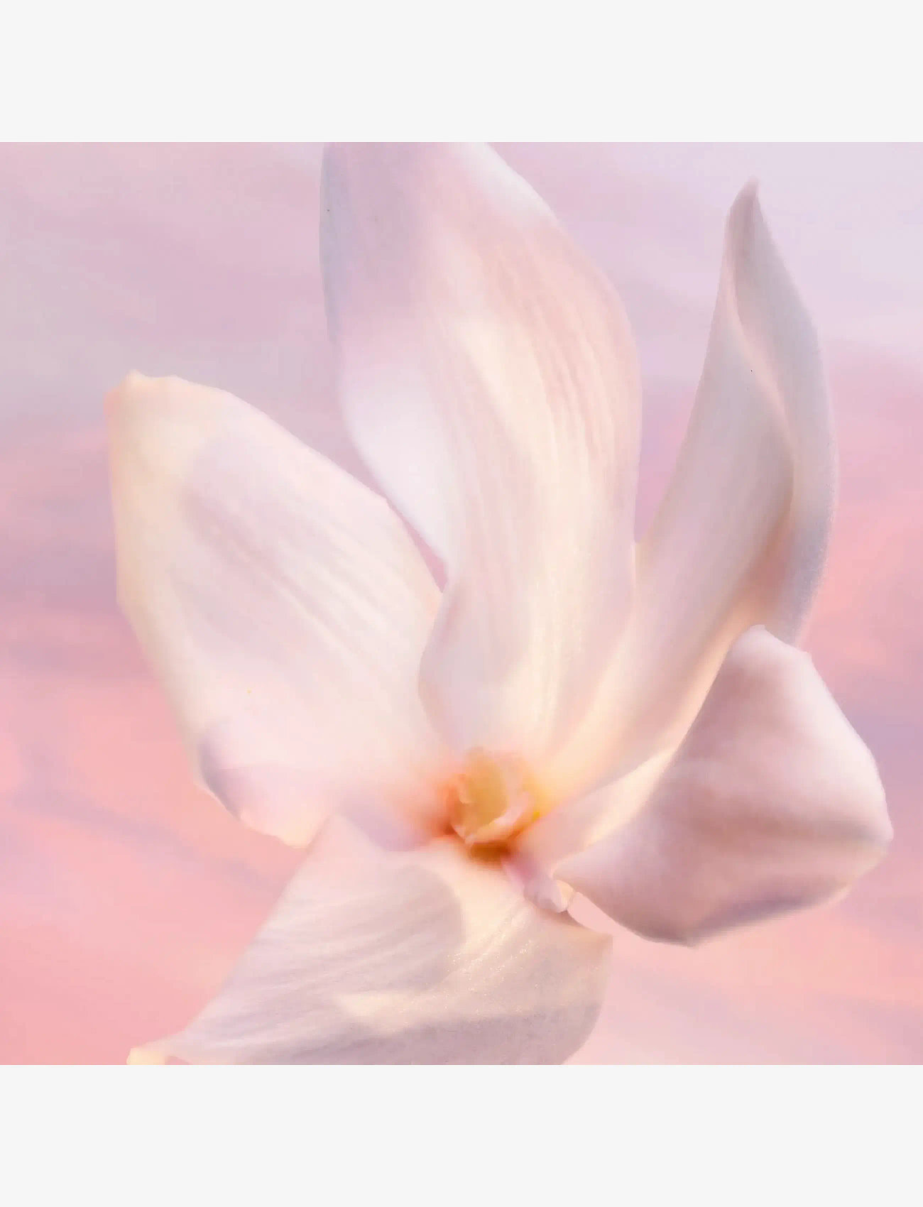 Lancôme - Lancôme La vie est belle Vanille Nude Eau de Parfum 50ml - bliv klar til date night - clear - 5