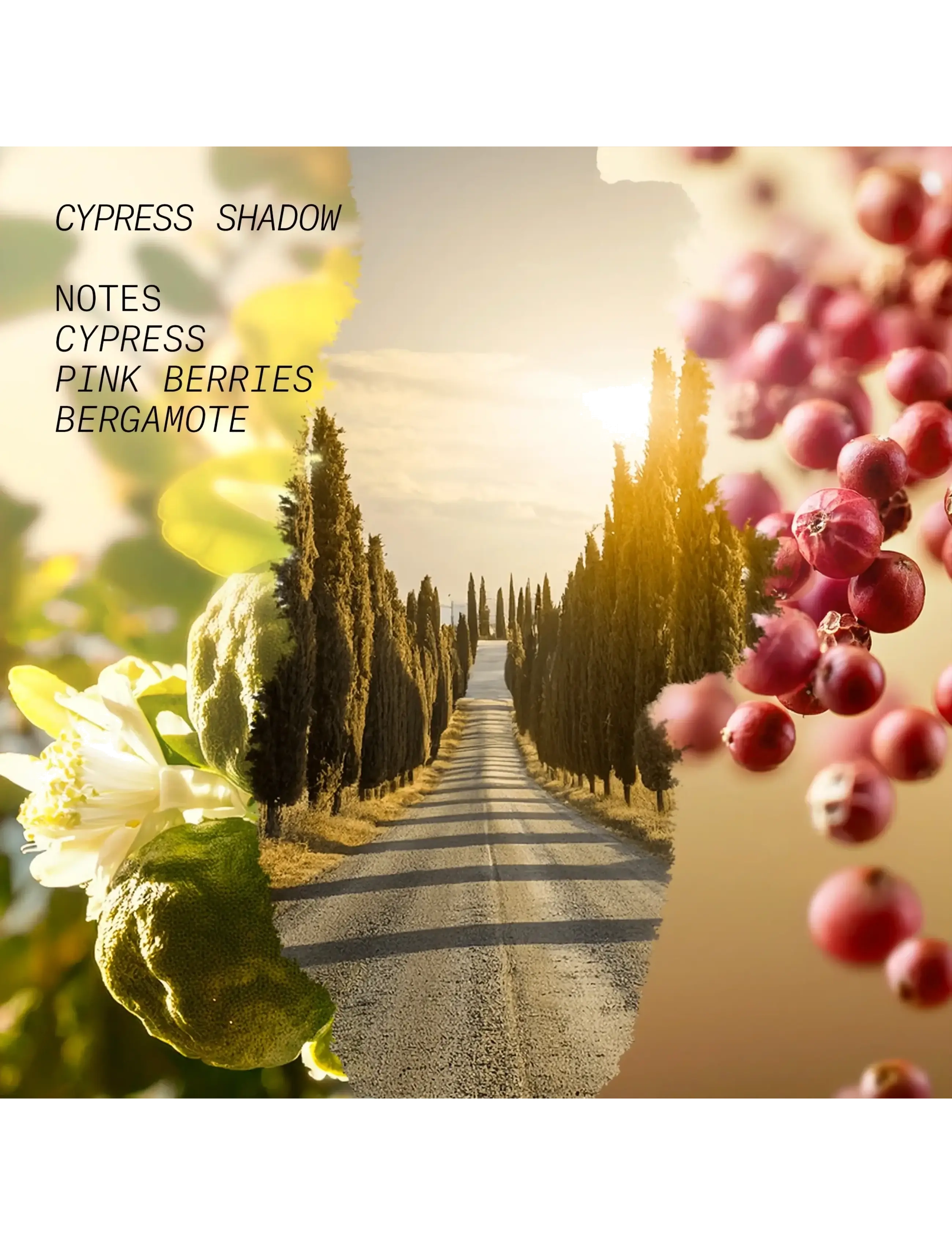 Edp Cypress Shadow 4