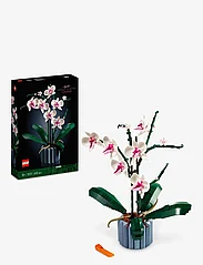 Orchid Plant & Flowers Set for Adults