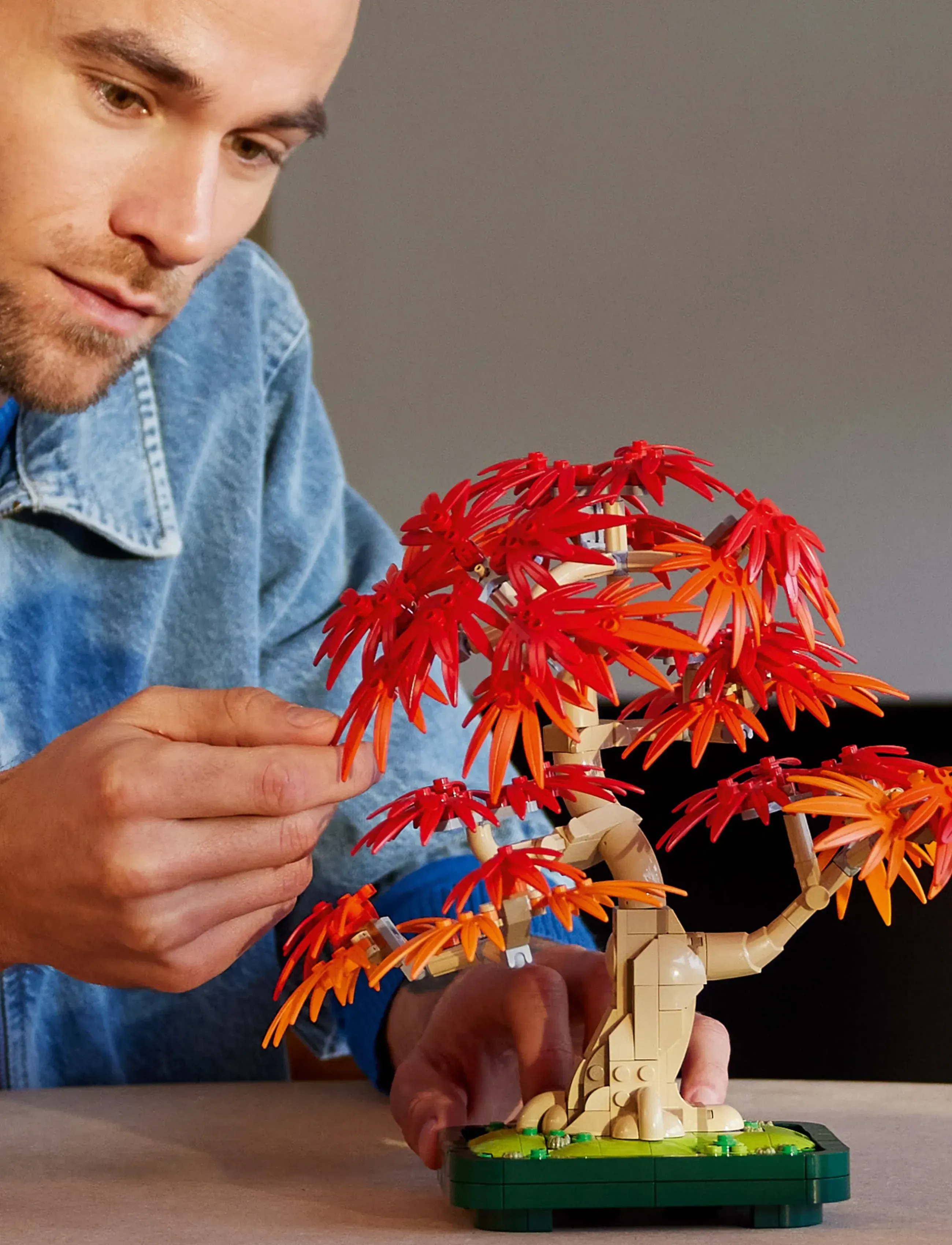 bonsai dreispitzahorn Bonsai Dreispitzahorn 'Acer buergerianum' 5 Jahre / Rene's Bonsai Baum –  Rene's Bonsai Baum main image 0