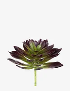 Flora succulent 20 cm. - D. AUBERGINE