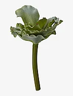 Flora succulent 13 cm. - GREEN
