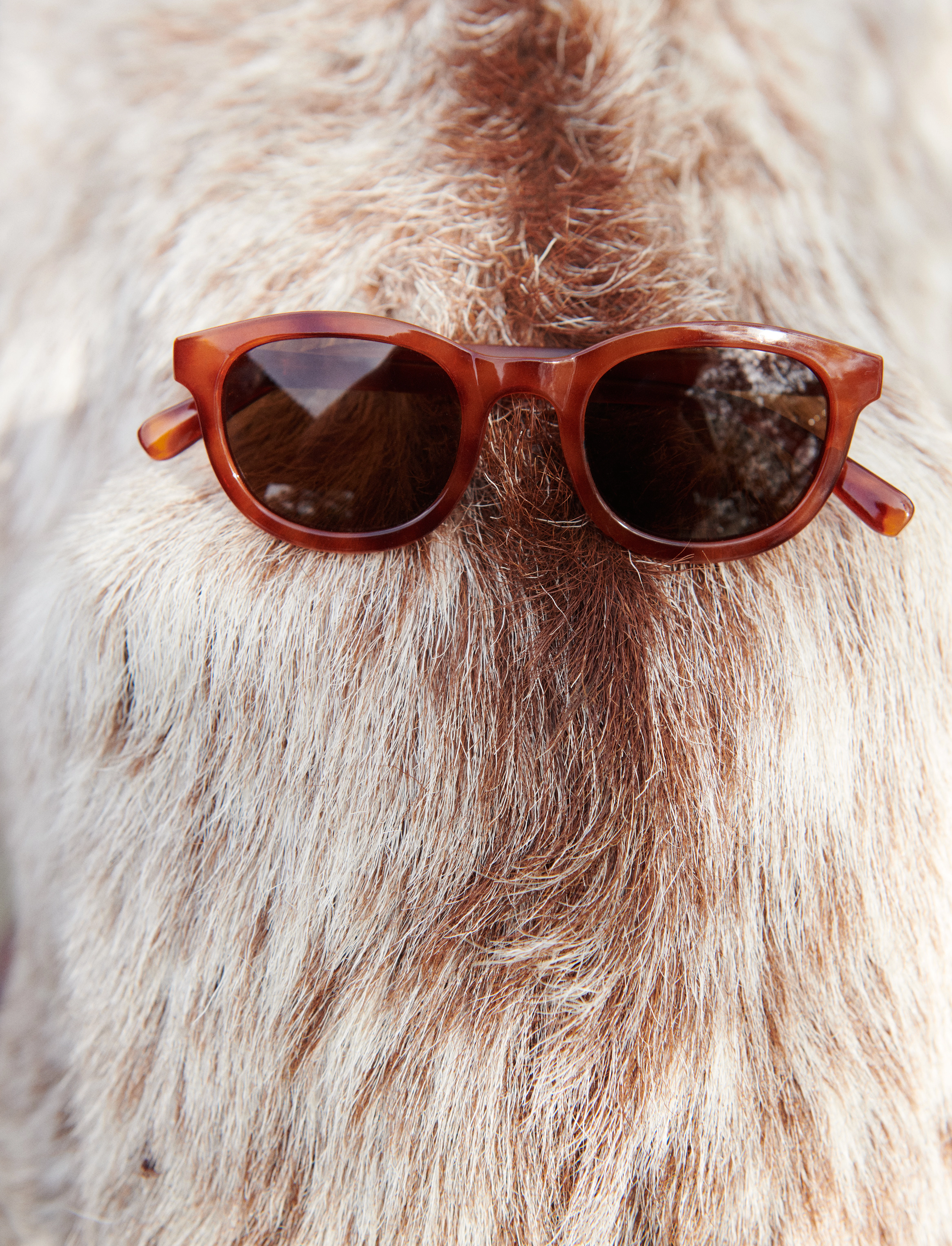 Liewood - Ruben  sunglasses 4-10 Y - tortoise / shiny 1a - 3