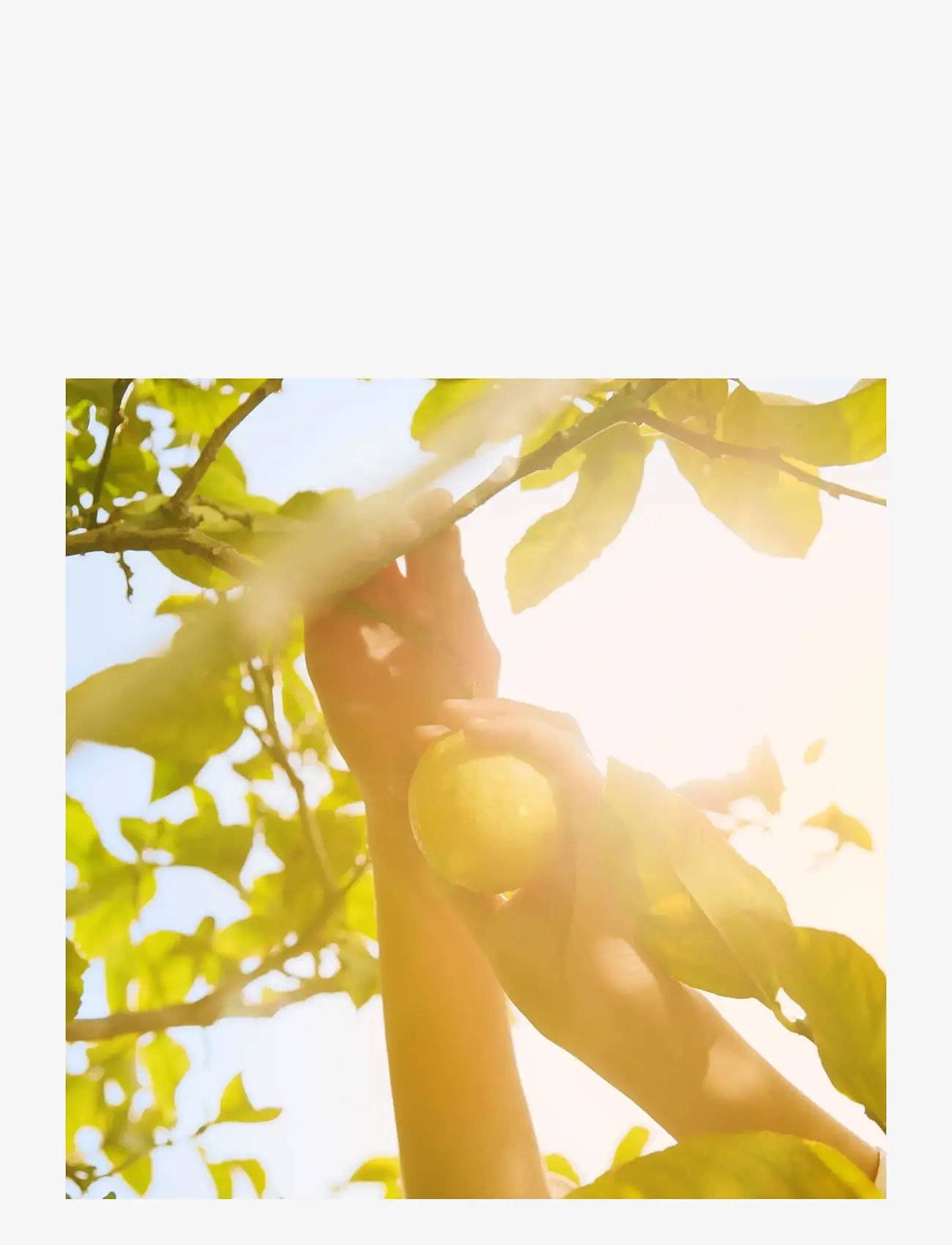 Maison Margiela - REPLICA FRAGRANCE Eau de toilette Under the Lemon Tree 100.00 ML - til hende  - clear - 3