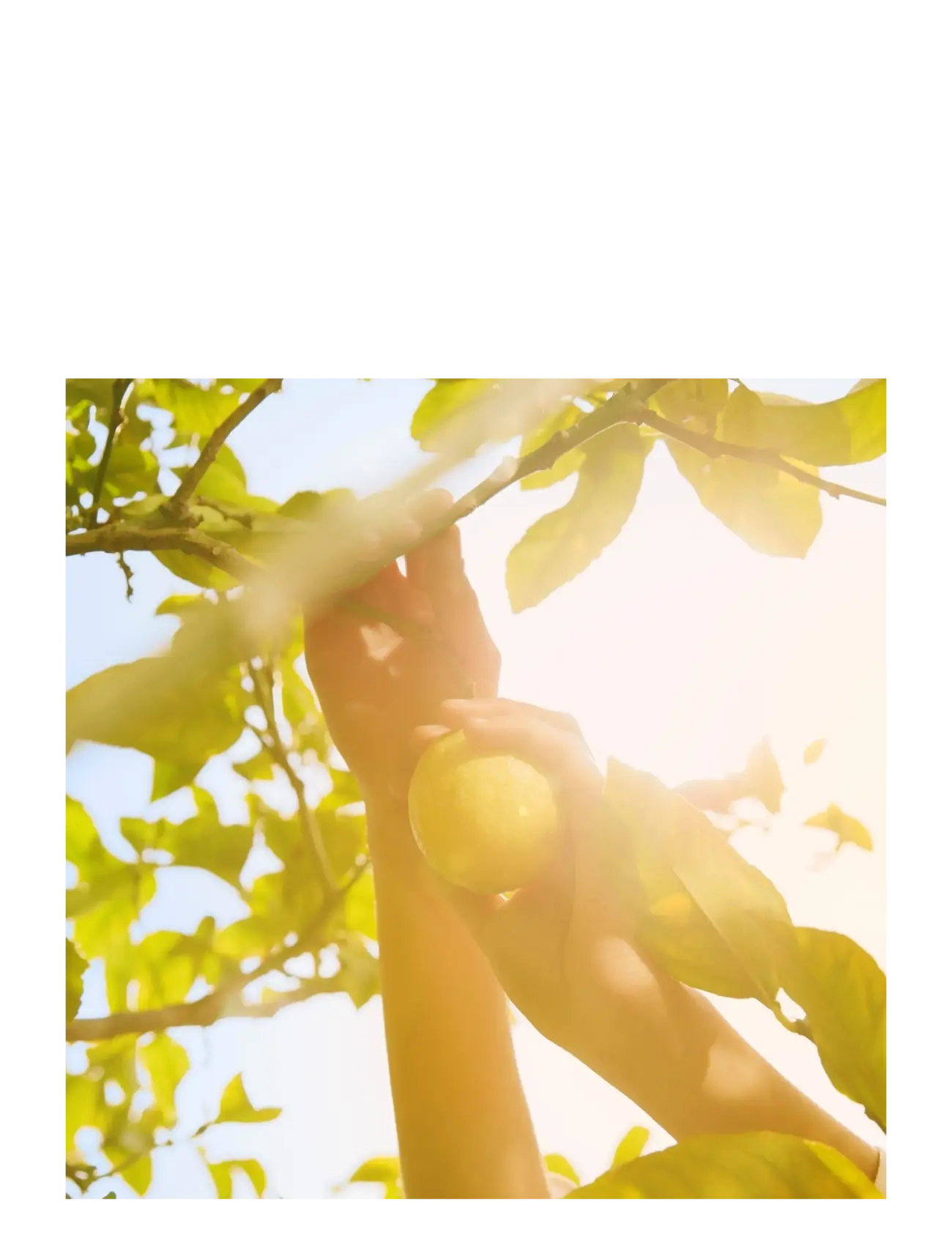 Maison Margiela - REPLICA FRAGRANCE Eau de toilette Under the Lemon Tree 100.00 ML - til hende  - clear - 3