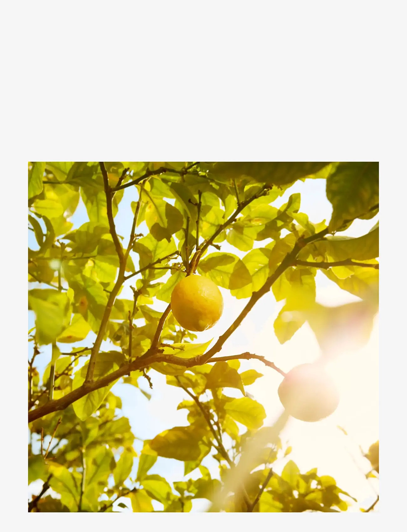 Maison Margiela - REPLICA FRAGRANCE Eau de toilette Under the Lemon Tree 100.00 ML - til hende  - clear - 4