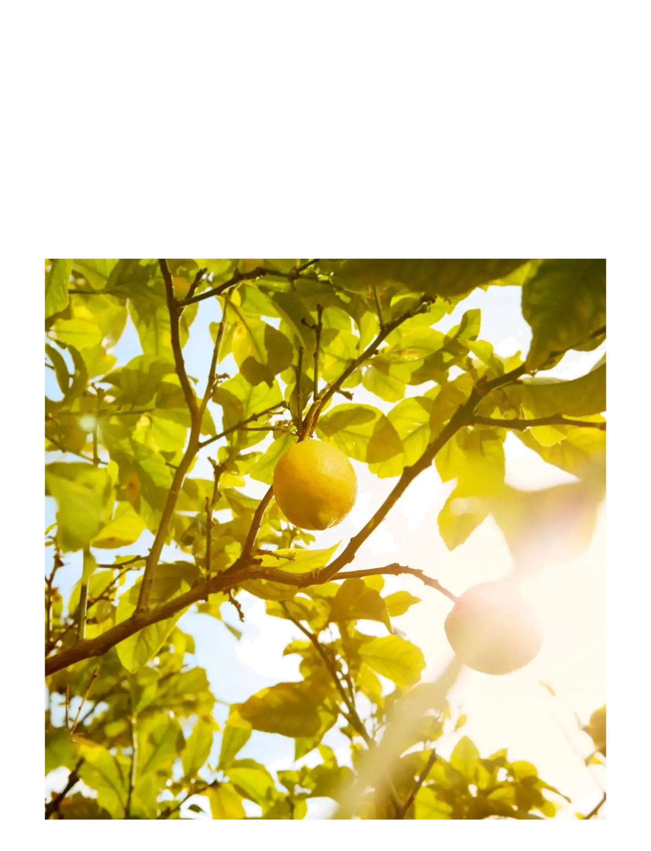 Maison Margiela - REPLICA FRAGRANCE Eau de toilette Under the Lemon Tree 100.00 ML - til hende  - clear - 4
