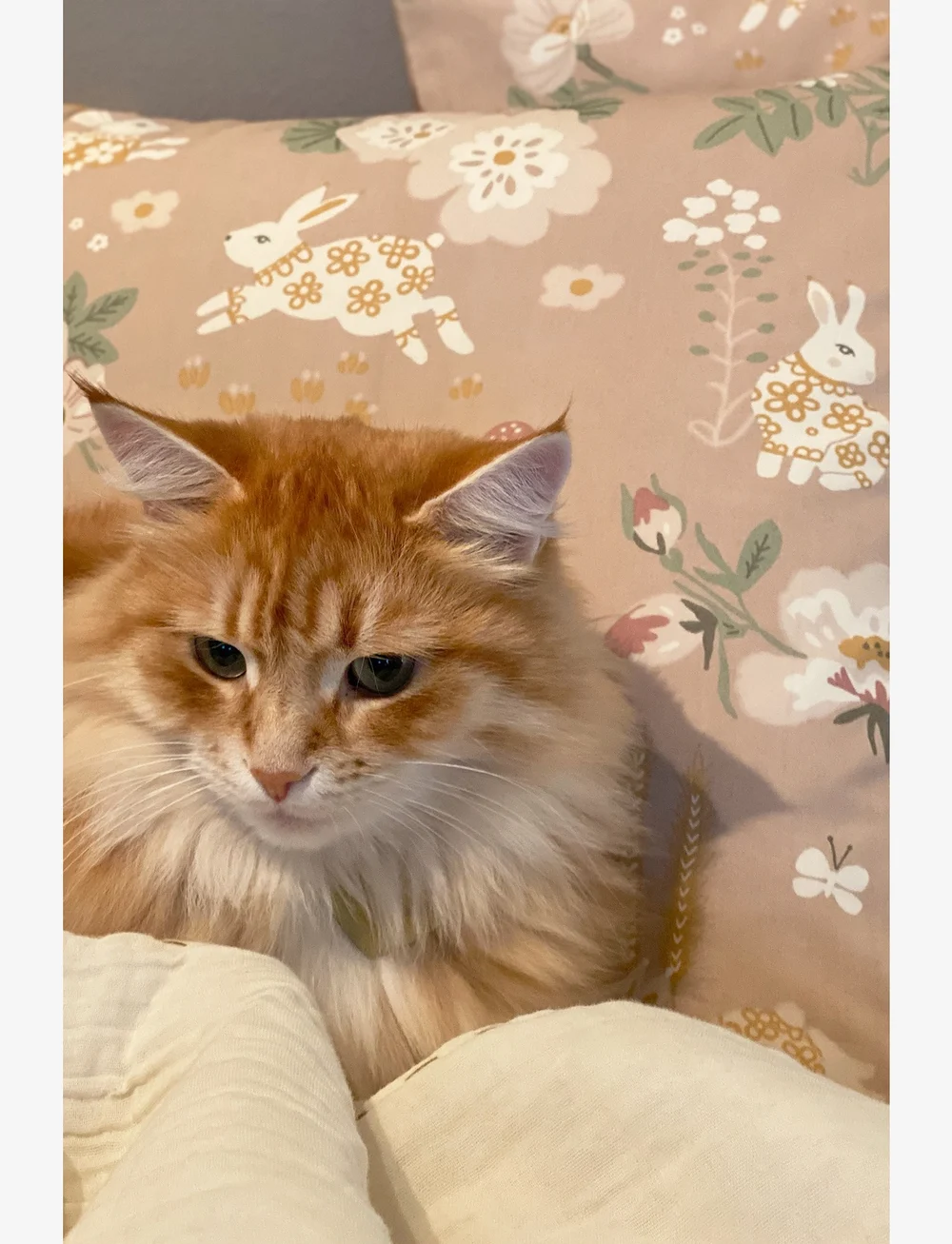 Majvillan - Old garden pink single bed set 150x210 cm - bettwäsche-set - pink - 2