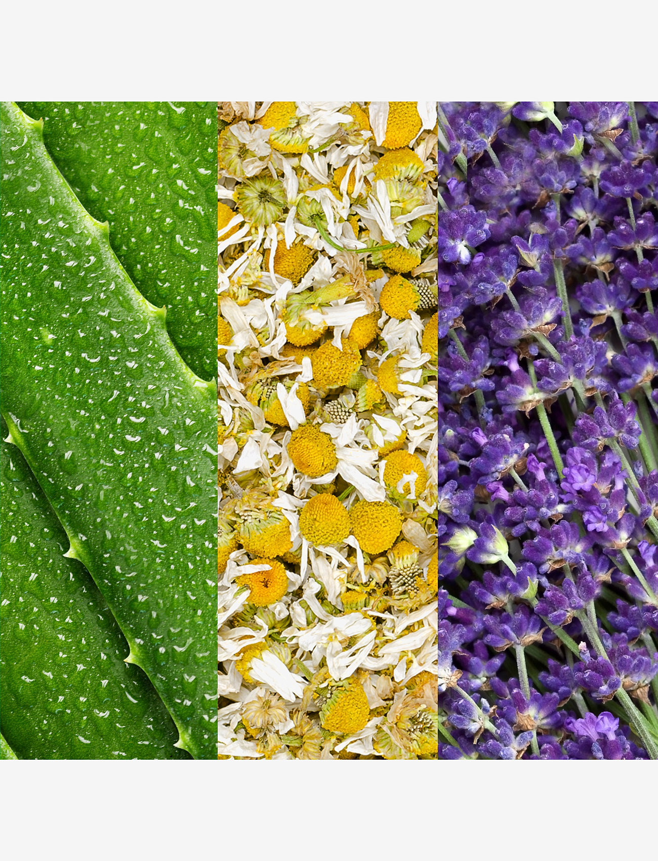 Mario Badescu - Mario Badescu Facial Spray W/ Aloe, Chamomile & Lavender 118ml - ansigtsmist - clear - 2