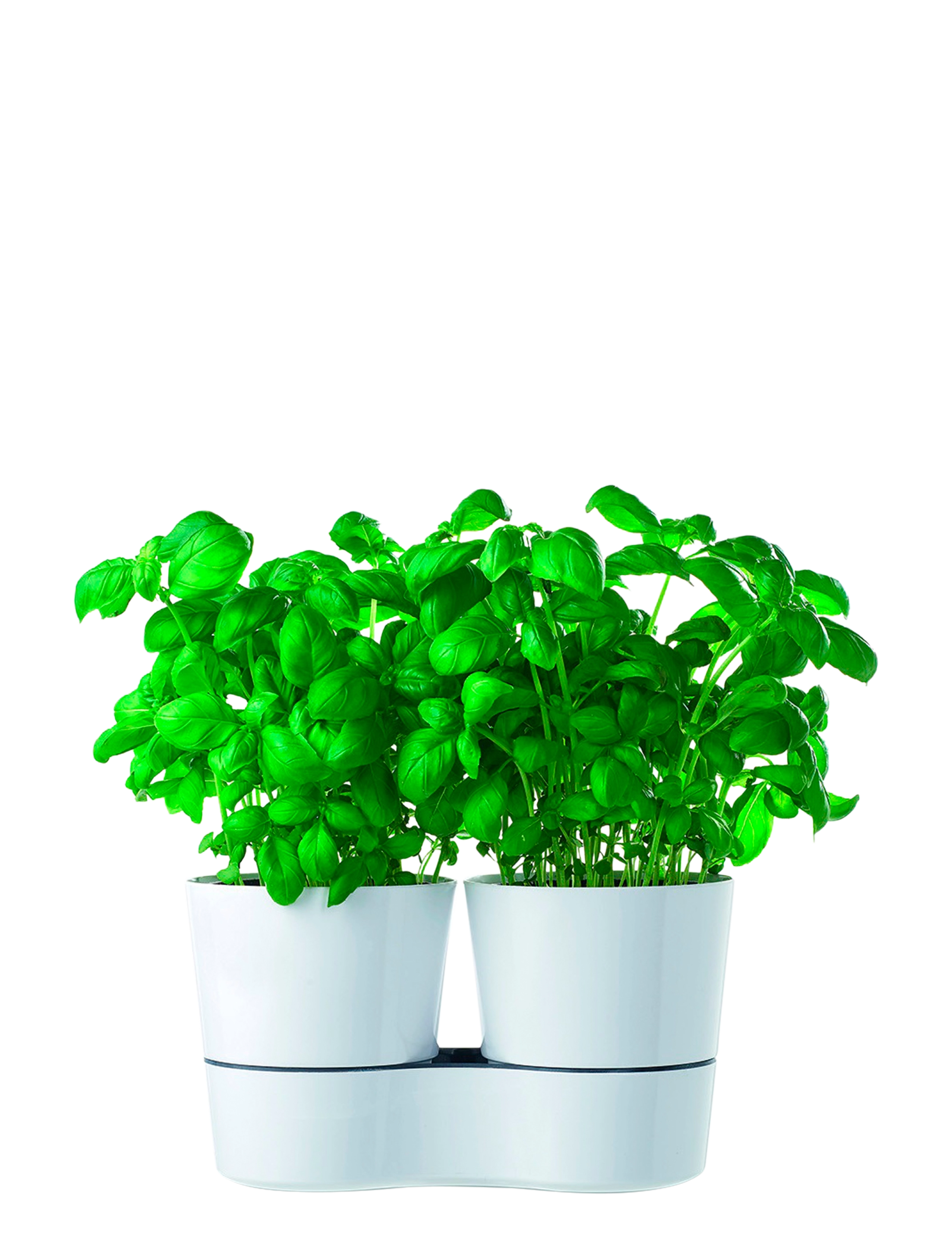 Mepal - Örtkruka Twin - white - 2