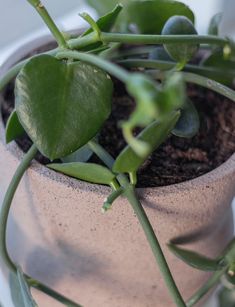 Mette Ditmer - STONE flowerpot - nach preis einkaufen - blush - 3