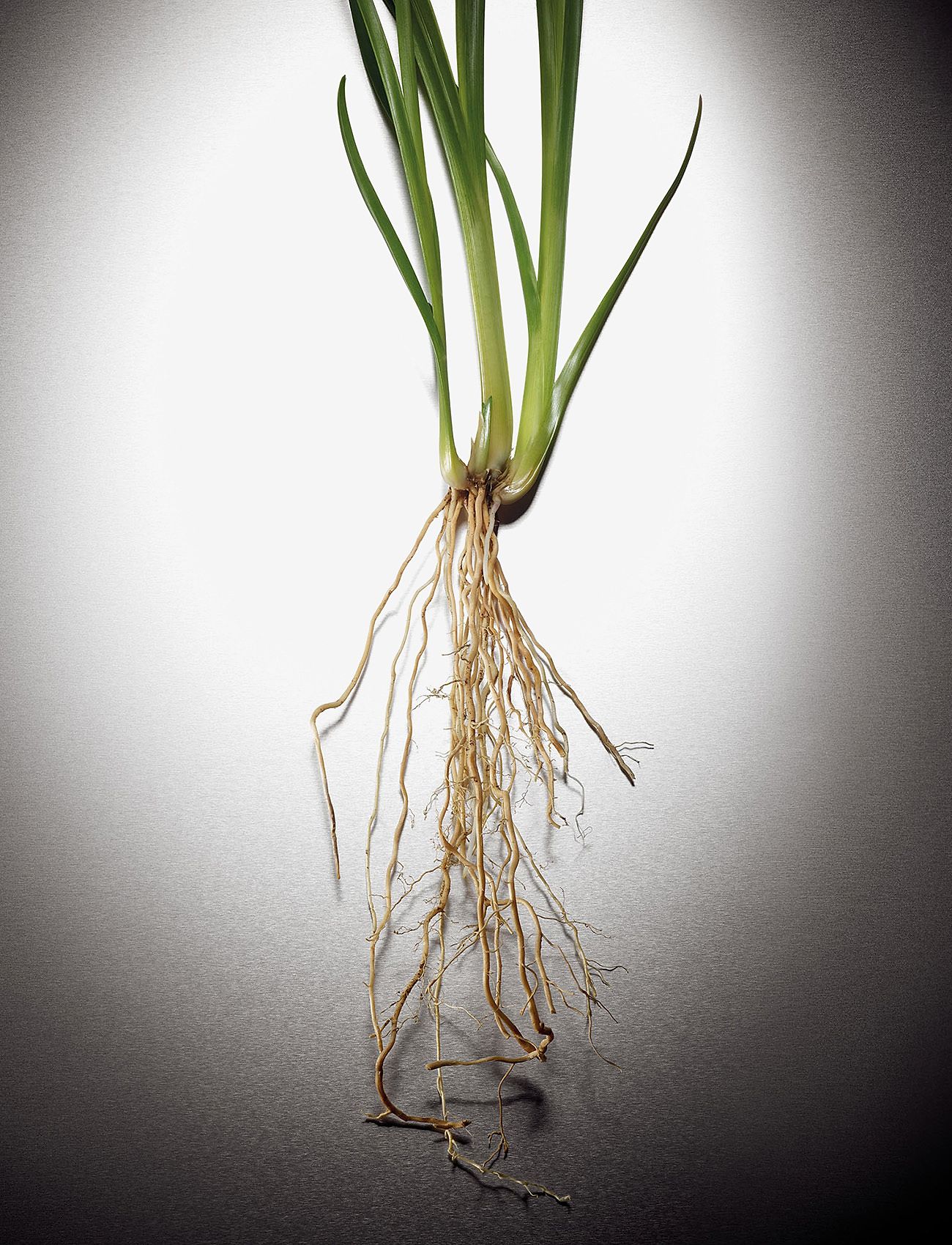 Michael Kors Fragrance - Pour Homme EdP - til ham  - clear - 4