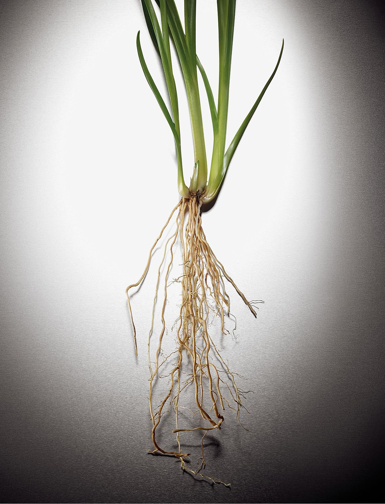 Michael Kors Fragrance - Pour Homme EdP - til ham  - clear - 4