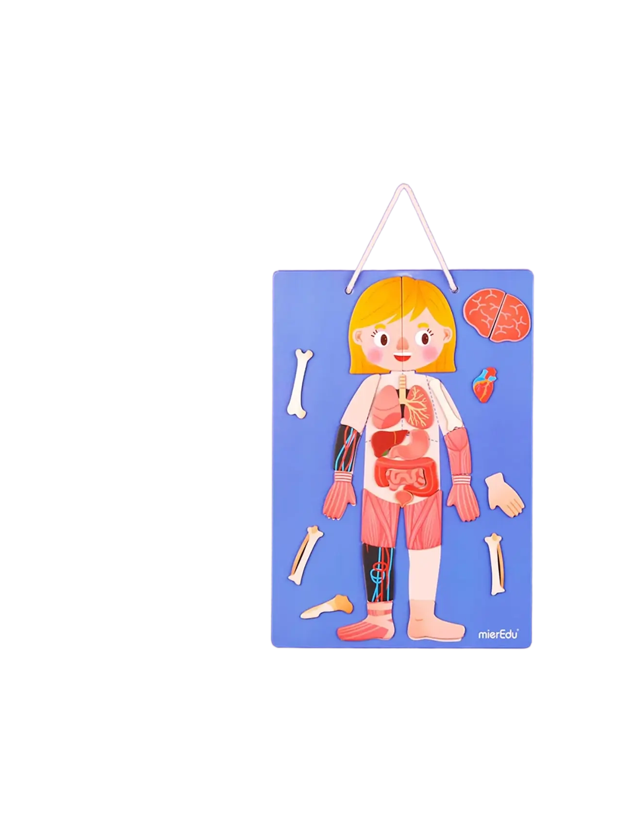 mierEdu - Magnetic Learning Box - All About Body and Emotion (Danish) - Õpetlikud mängud - multi - 4