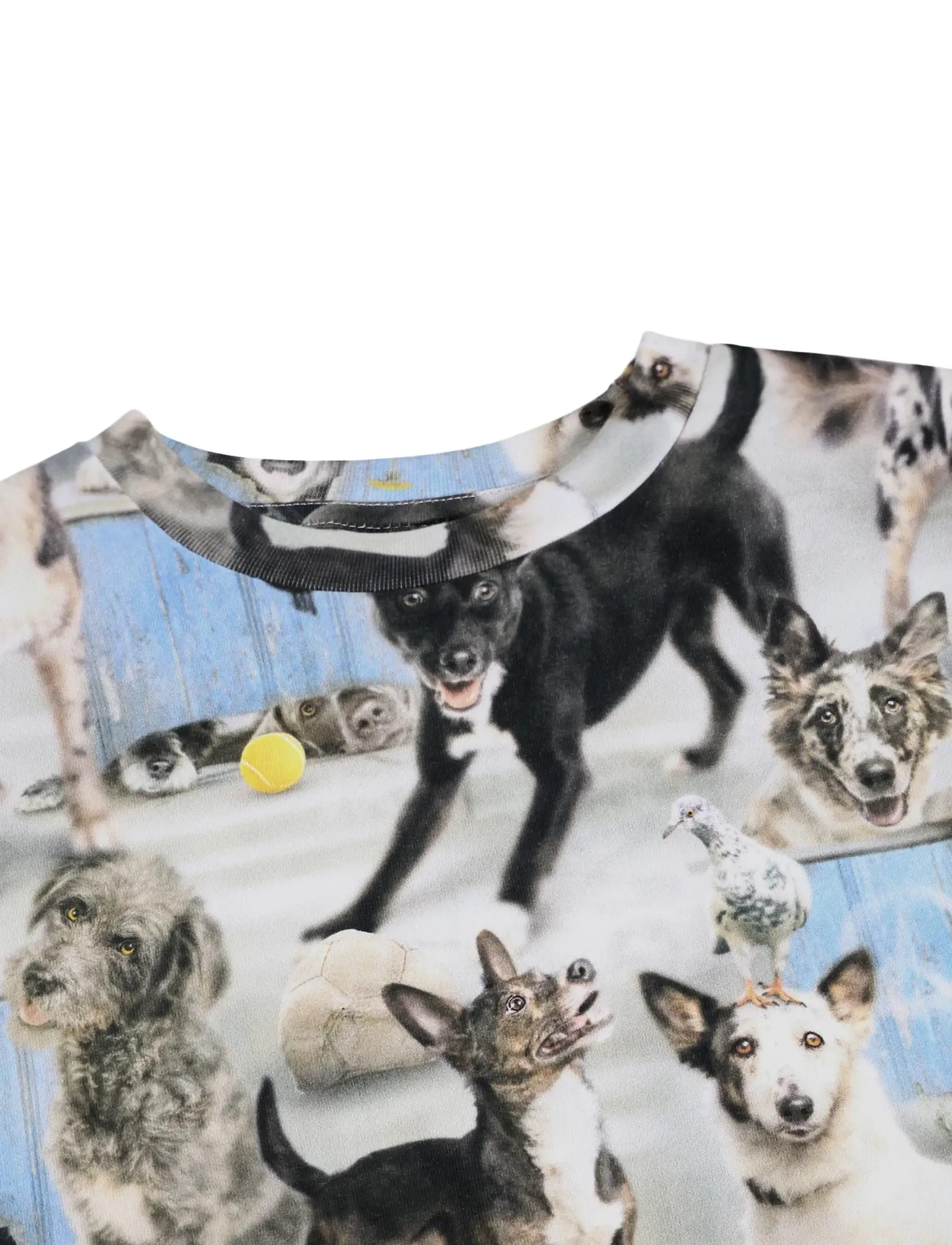Molo - Ralphie - kortærmede t-shirts - curious dogs - 2