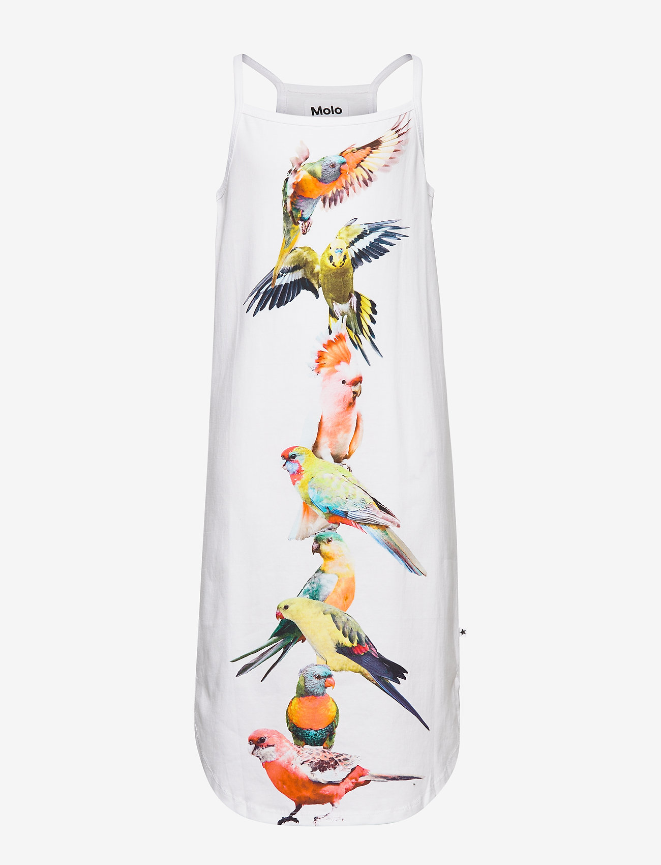 Molo - Cortney - funny cockatoos - 0