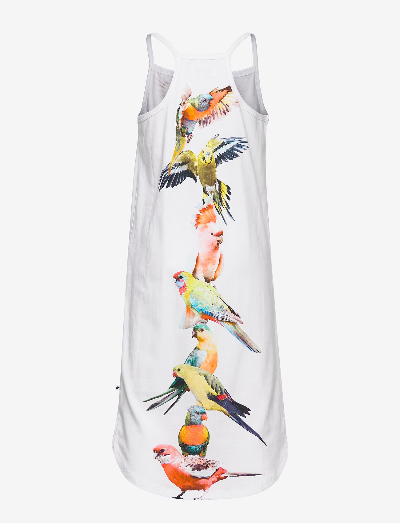 Molo - Cortney - funny cockatoos - 1