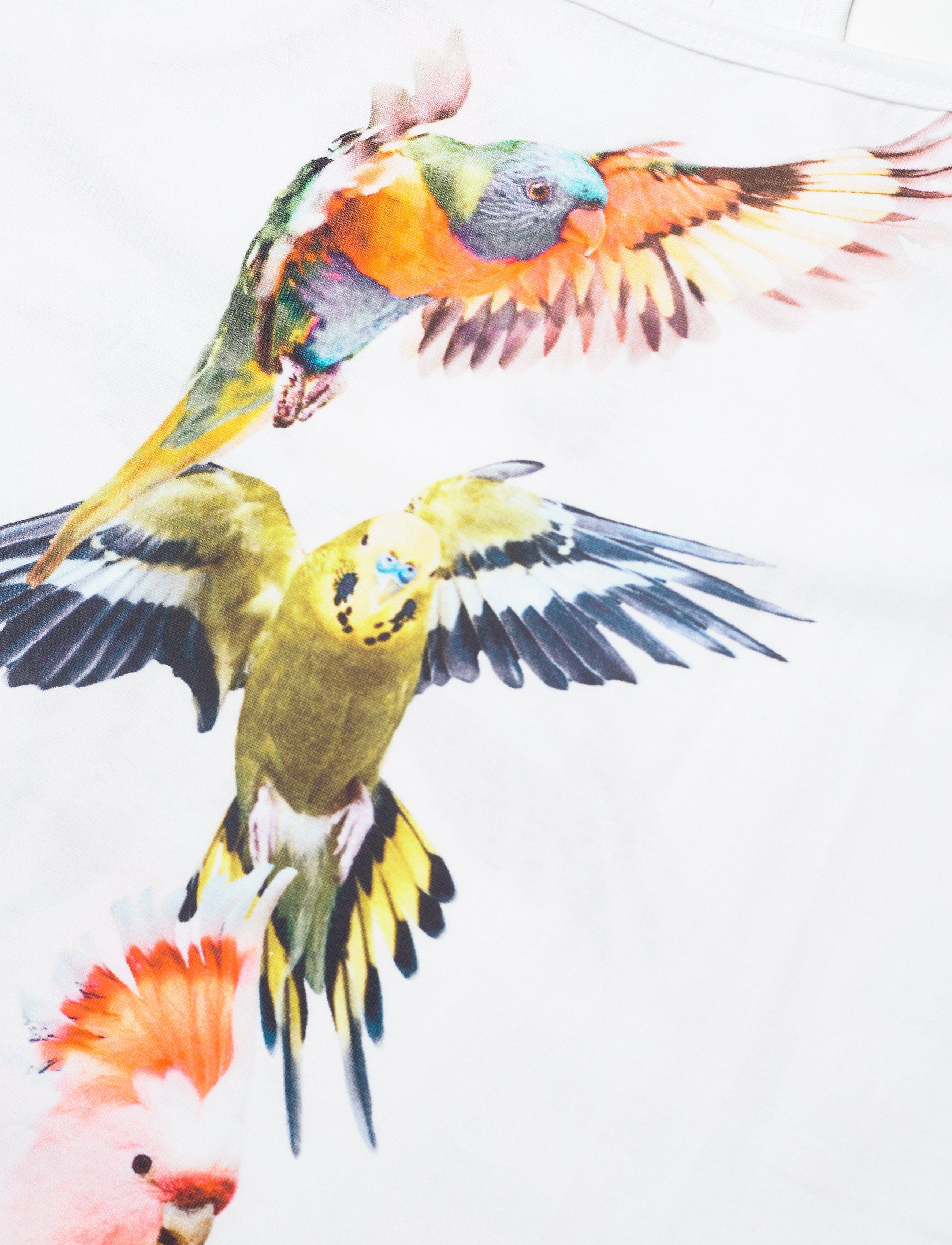 Molo - Cortney - funny cockatoos - 2