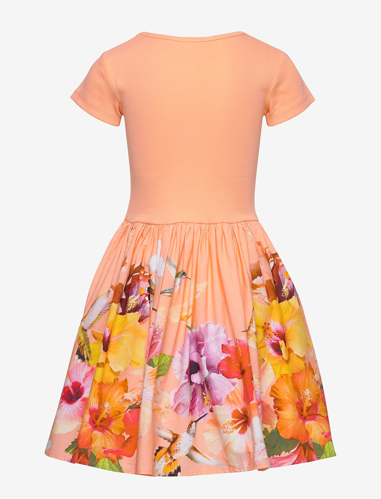 Molo - Cissa - hummingbirds - 1